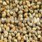 Millet Seeds pearl millet bajra new 2015