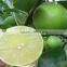 fresh gree yellow lemon tree seedling