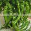 2016 lastest F1 hybrid green early maturing screw pepper seeds