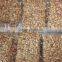 Dried Raw Cashew Nut from Vietnam