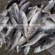 SEA FROZEN HORSE MACKEREL