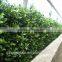 Locating oversea shop and garden, SGS ISO cerificate from China, green wall manufacturers