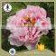 my test Tree Peony Plant Root