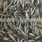 low price wholesale fresh anchovies