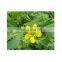 ISO factory supply high quality Pure Natural cat's claw extract