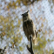 304/316 Stainless Steel Zoo Mesh/Stainless Steel Bird Netting/Aviary Mesh/Stainless Steel Wire Rope Mesh/Netting