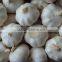 fresh garlic