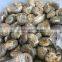 Natural Mini Ammonite Fossil Slices Crystal Stones Ornaments