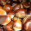 drying chestnuts