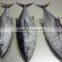 frozen fresh whole tuna fish new