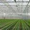 large multi-span commercial agriculture greenhouse