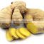 FRESH / DRIED GINGER NEW CROP WITH HIGH QUALITY AND NATURAL AROMA