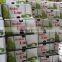 Viet Nam Seedless lime
