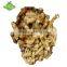 Fresh Yellow Mature Ginger