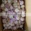 New Crops Fresh Garlic White 4.5cm-6.0cm Jingxiang Shandong Province