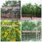 for outdoor landscaping ornamental bonsai plants