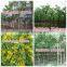 for Outdoor Landscaping Ornamental Bonsai Plants