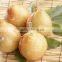 2016 new harvest seedless Pinghe guangxi Pomelo price