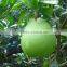Green skin Grapefruit