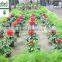 100% soluble in water organic seaweed fertilizer, black fertilizer