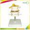 Human Body Anatomy Spine Model Lumbar Vertebra