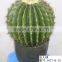 Outdoor artificial cactus bonsai