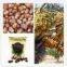 Dates processing line