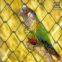 PVC Chain Link Fence