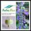 Coleus forskolin extracts