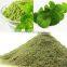 100% organic centella powder/pennywort powder for beauty skin/Herbal extract from Vietnam