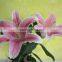 Diversified in packaging crazy selling fresh single stem lilies