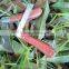 Foldable multifunctional grafting knife