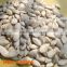 CHINESE SNOW WHITE PUMPKIN SEEDS FOR SAUDI ARABIA 11cmup 13 cm up 11mm up 13 mm up