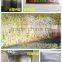 2015 HOT Automatic bean sprouts machine, mung bean sprouts making machine