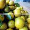 fresh calamansi / +84963818434 whatsapp