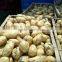 potato in 2.8/3kg cartons