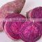 Fresh Purple Sweet Potato