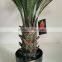 decorative sago cycas cycas revoluta artificial high simulation cycads plant