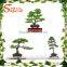 New products bonsai pine tree price artificial japanese artificial bonsai tree