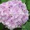 Fresh Artifical Light Pink Hydrangea For Export