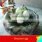 Simulation Dinosaur Egg Fossil Hatching Dinosaur Eggs