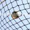 Goal Soccer Nets Football Training Net/soccer goal net