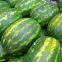 Middle maturity good disease resistance hybrid f1 watermelon seeds for planting