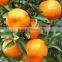 2017 fresh baby mandarin orange