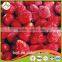 Frozen Strawberry from Asian fruits and vegetables