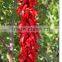 China best quality chaotian chili/red Chillies