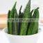 VF okra chips Healthy snacks
