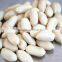 groundnut kernels/peanuts kernels