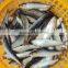 frozen sardine