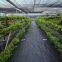 Weed Mat in Agricultural Plastic Products , Weed Control Cloth / Mat , Weed Barrier Mat